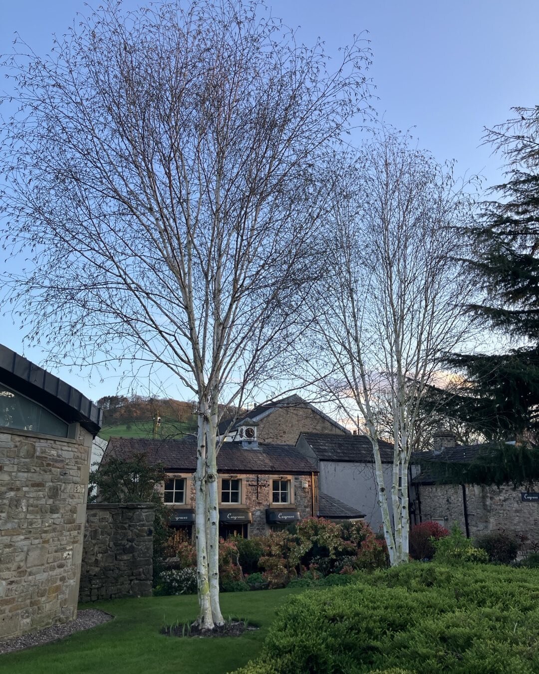 Two multi-stemmed Trees of the Day from the nice little bus station in the village of Whalley, Lancashire. They are white birches, probably Betula utilis jacquemontii, or a similar cultivar.