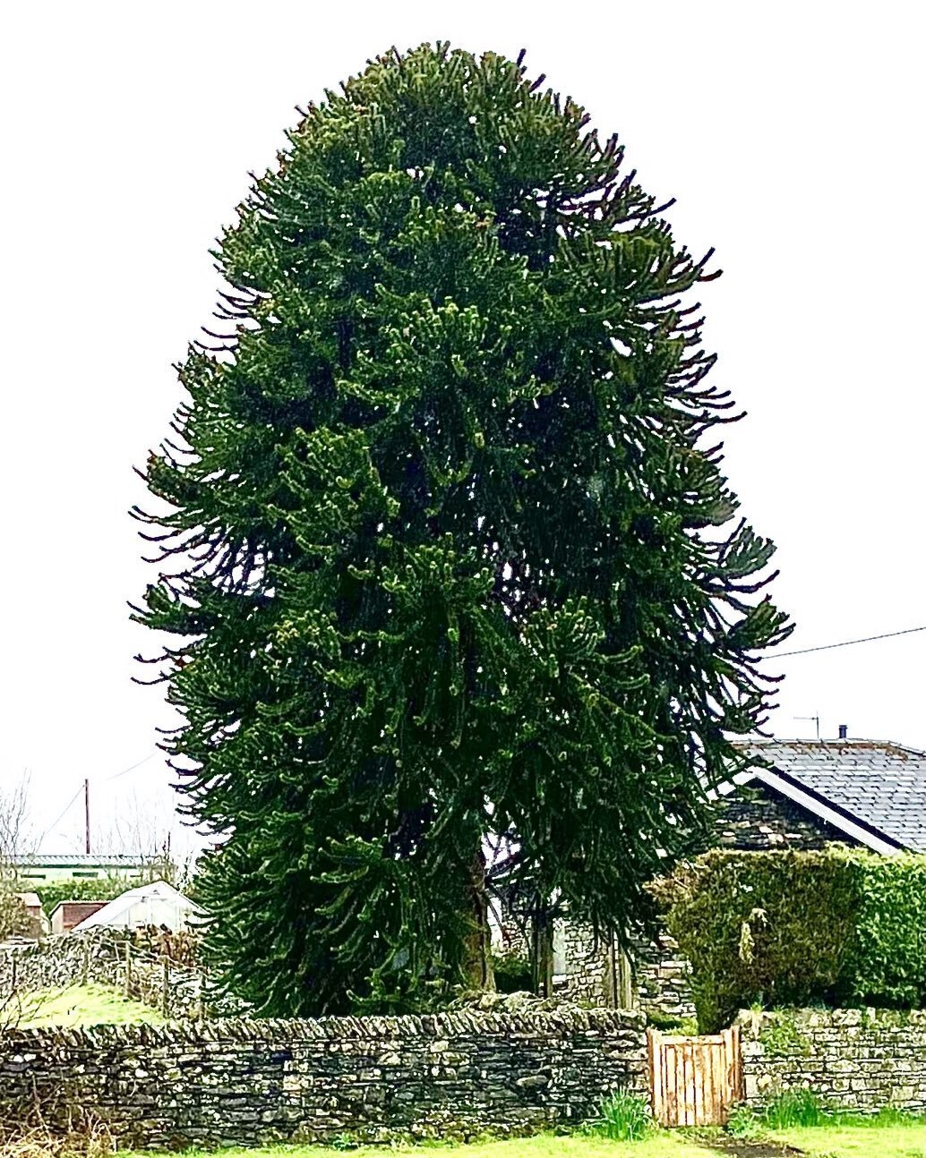 A nice mature Tree of the Day from Staveley in the English Lake District. It&rsquo;s a Monkey Puzzle Tree (Araucaria araucana) - a long way from its natural home in the Andes mountains of Chile and Peru. It&rsquo;s doing pretty well - many lose their