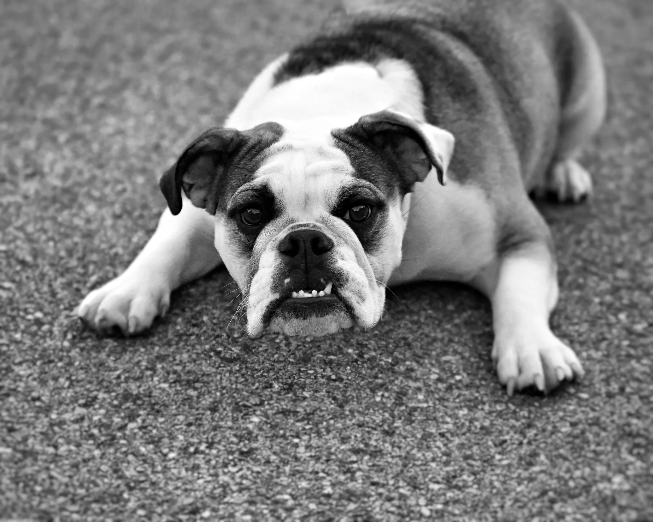 DSC_3419 - Copy - Copy.JPG