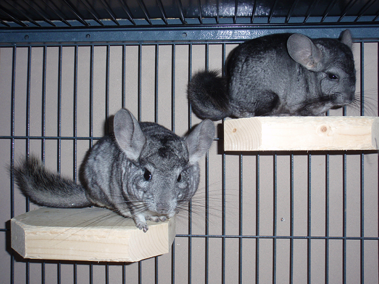 (Chip to the left, Spencer on the right.)