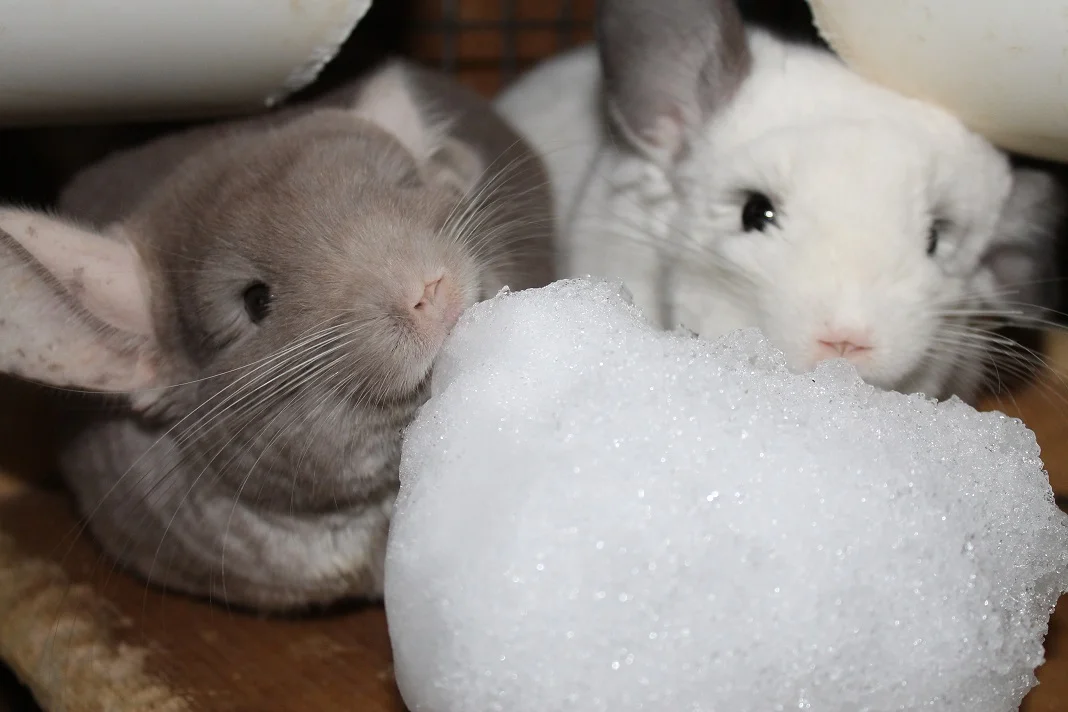 keeping chinchillas cool without ac