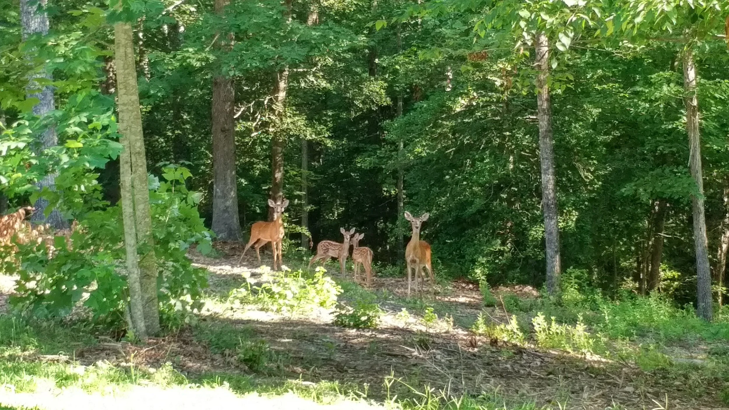 IMG_20180710_0902032.jpg
