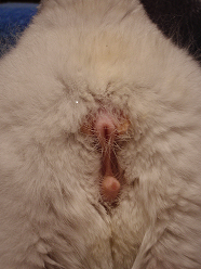 Chinchilla MALE. Picture shows space between the anus at the top and the penis below.