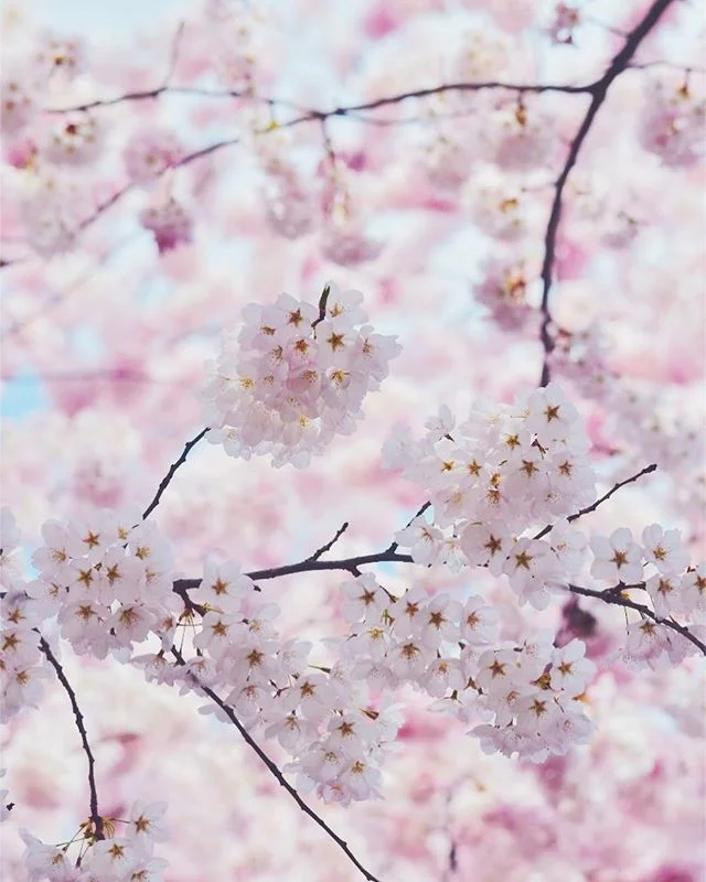 Cotton candy 🌸😍