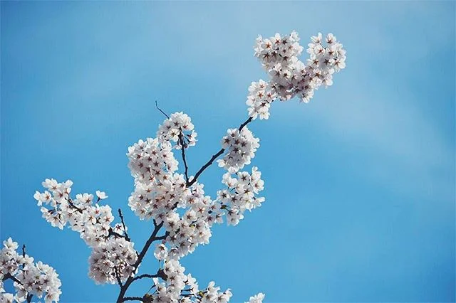 Peak blossom season in High Park! 🌸💕