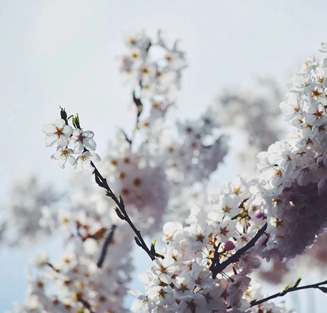 🌸🌸🌸