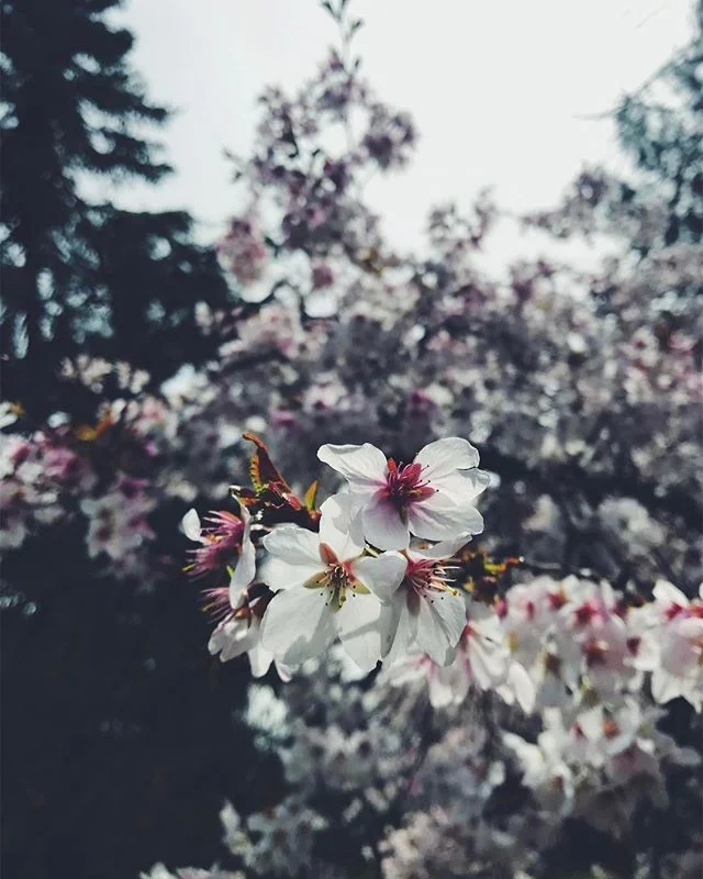 Spring bliss 🌸