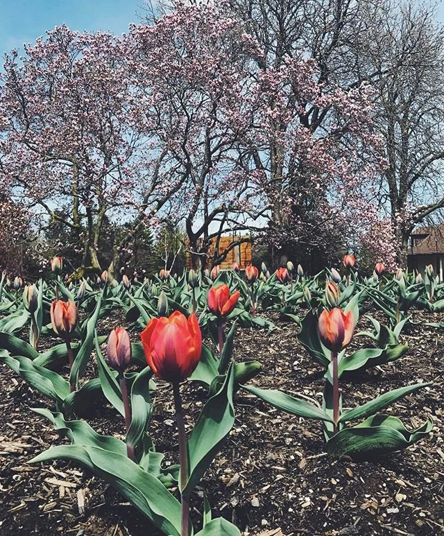 🌷Weekend blossom spotting