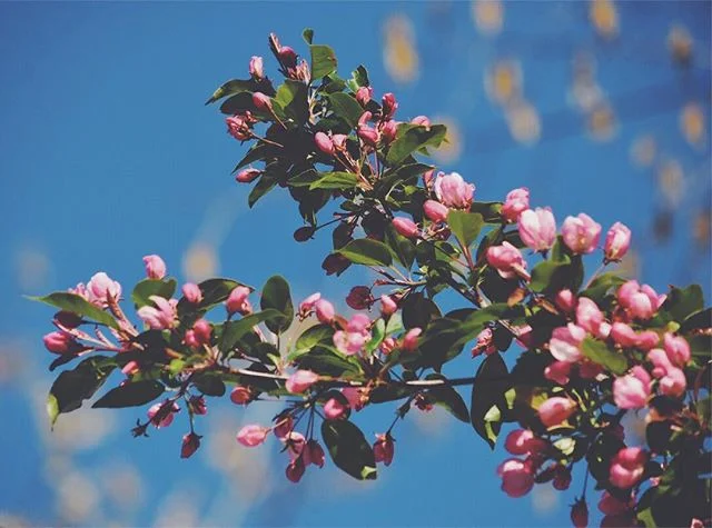 The best thing about May: apple blossoms! 🌸
