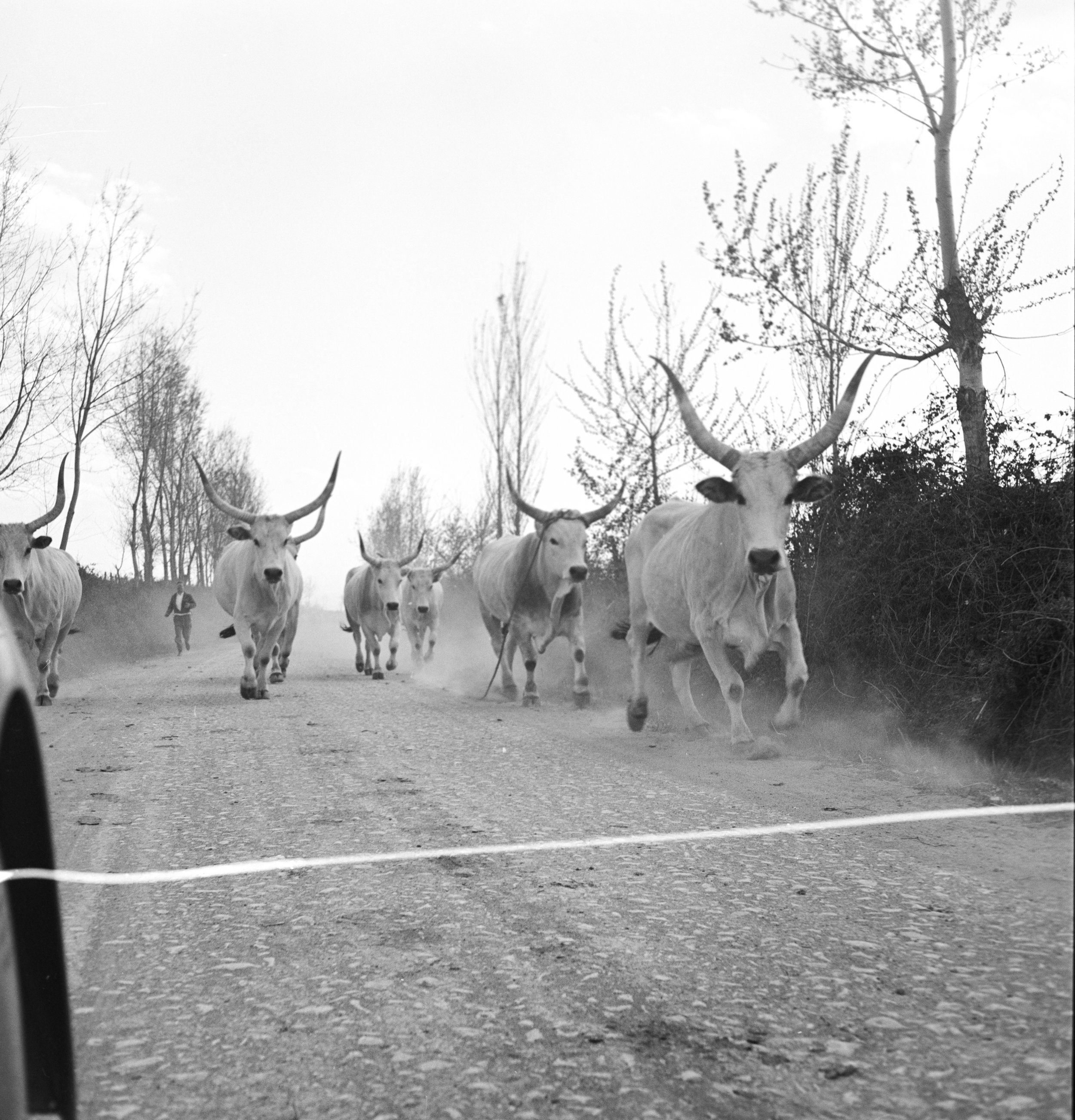 14Herrmann Leisinger Archive .jpg