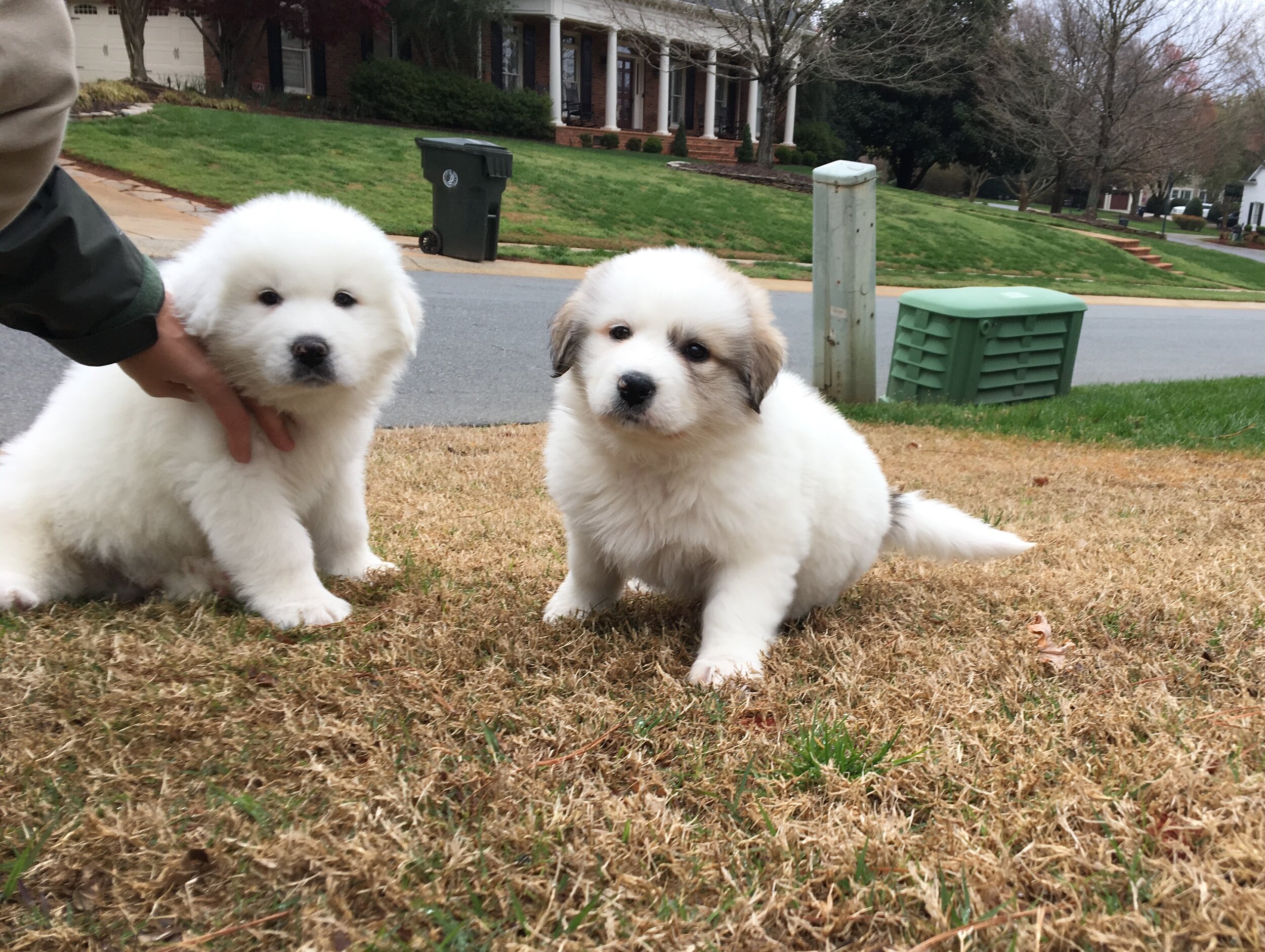great pyrenees puppies