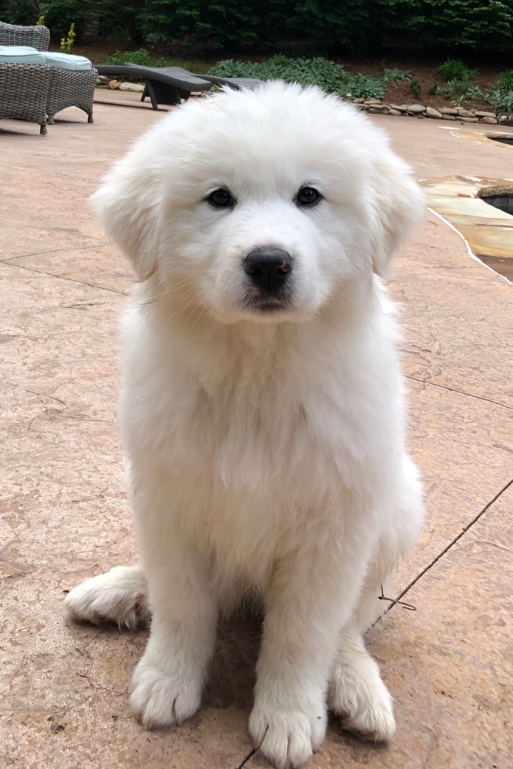 grand pyrenees puppy