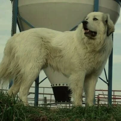 great pyrenees farm dog