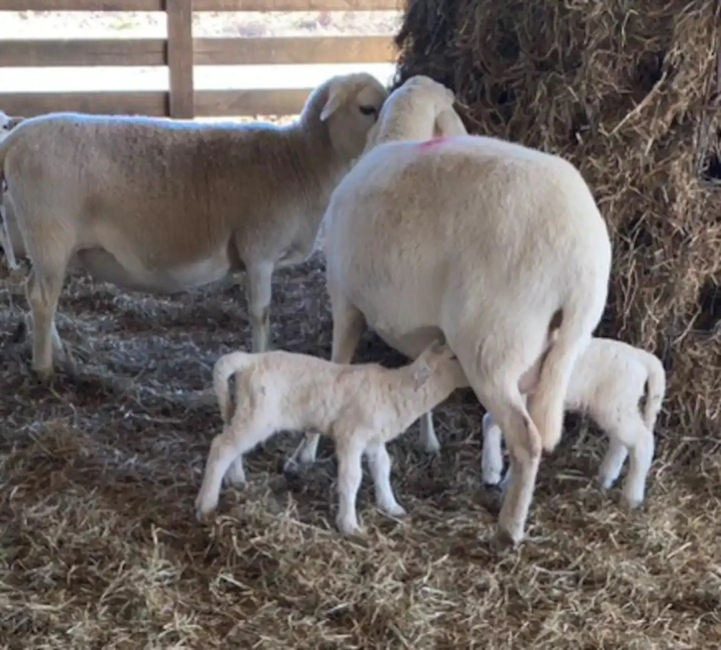 Deposit for Breeding Ewe Lamb and Sheep (female)