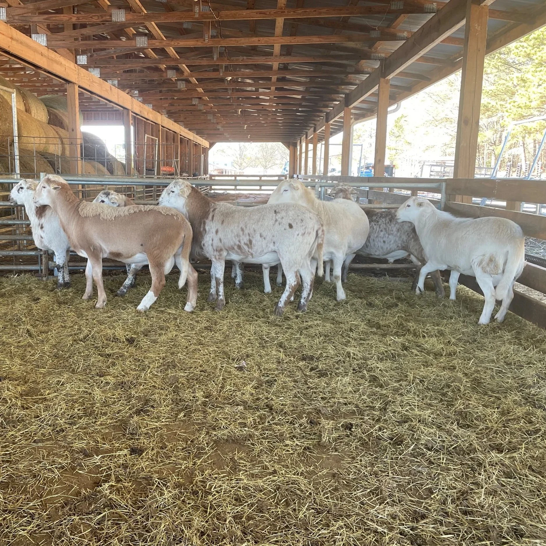 2021+Rams+for+sale.jpg