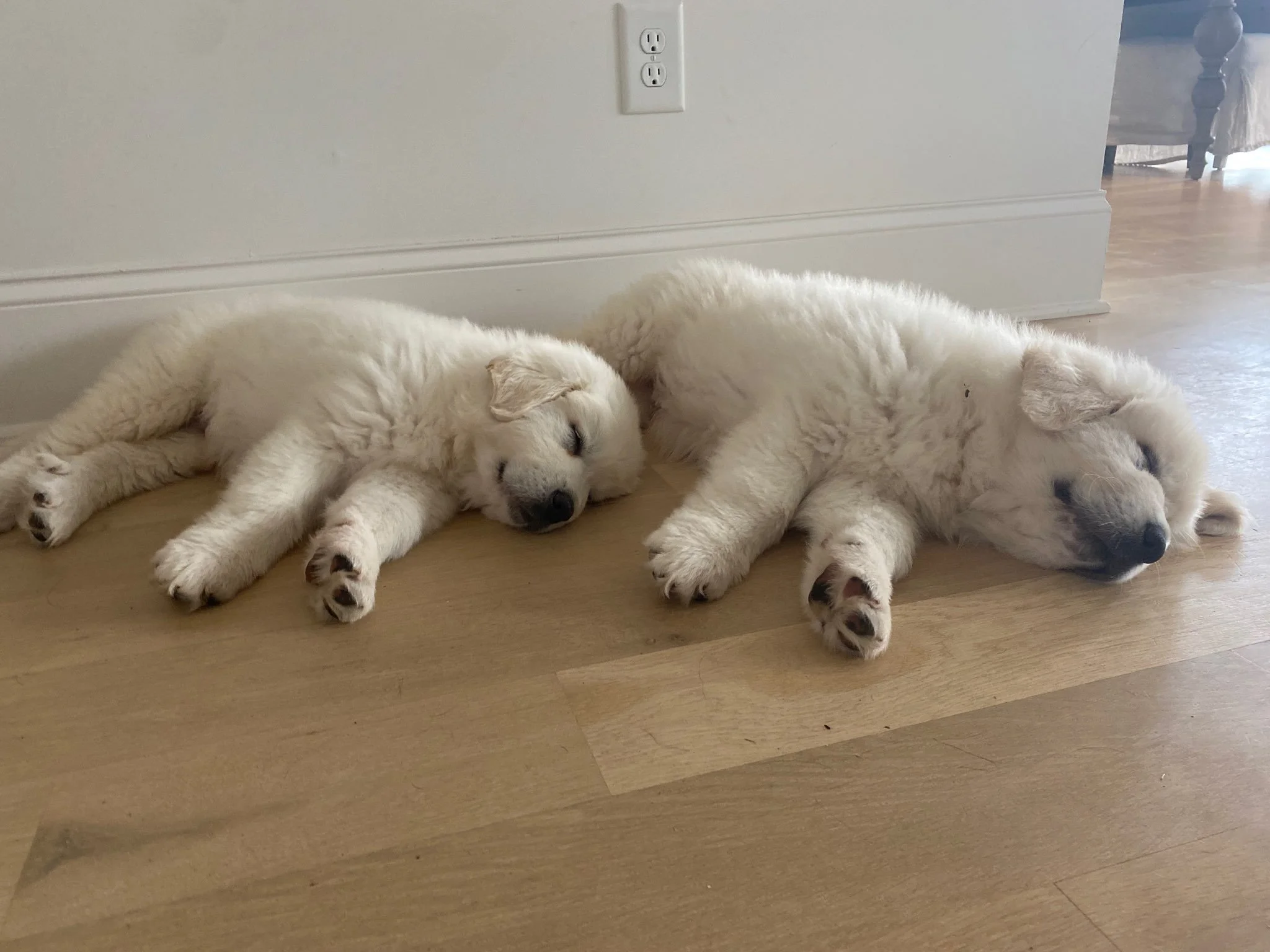 Deposit to Reserve a Great Pyrenees Puppy