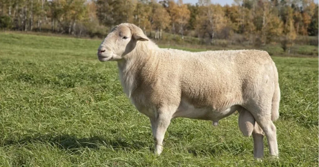 katahdin-sheep-1024x538.jpg