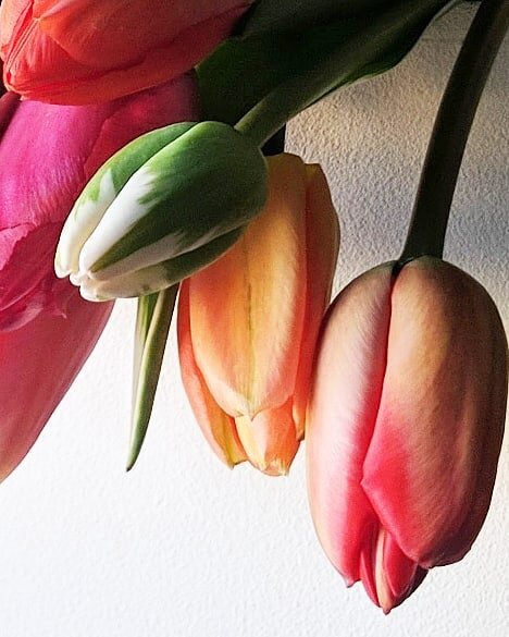 Tulips.jpg