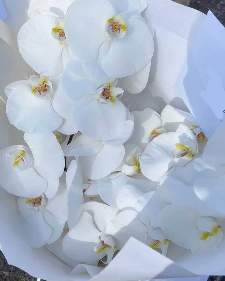 White Phalaenopsis for the wonderful @gugumbatharaw 🤍✨

Thank you @hellosunshine ✨✨