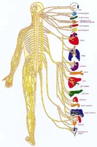 nervoussystem2.jpg