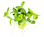 Sprouts.png