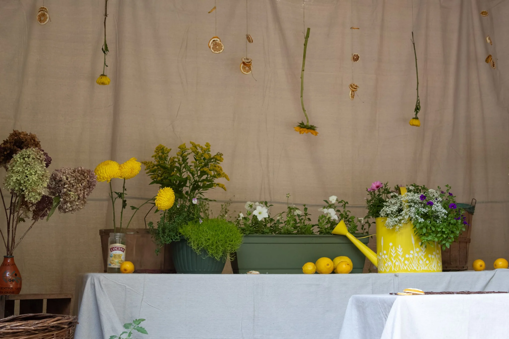 lemon-baby-flowers-canvas-backdrop.jpg
