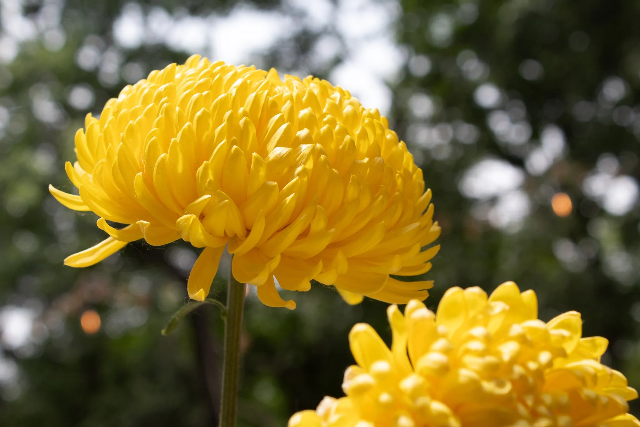 lemon-baby-yellow-flower-close-up.jpg