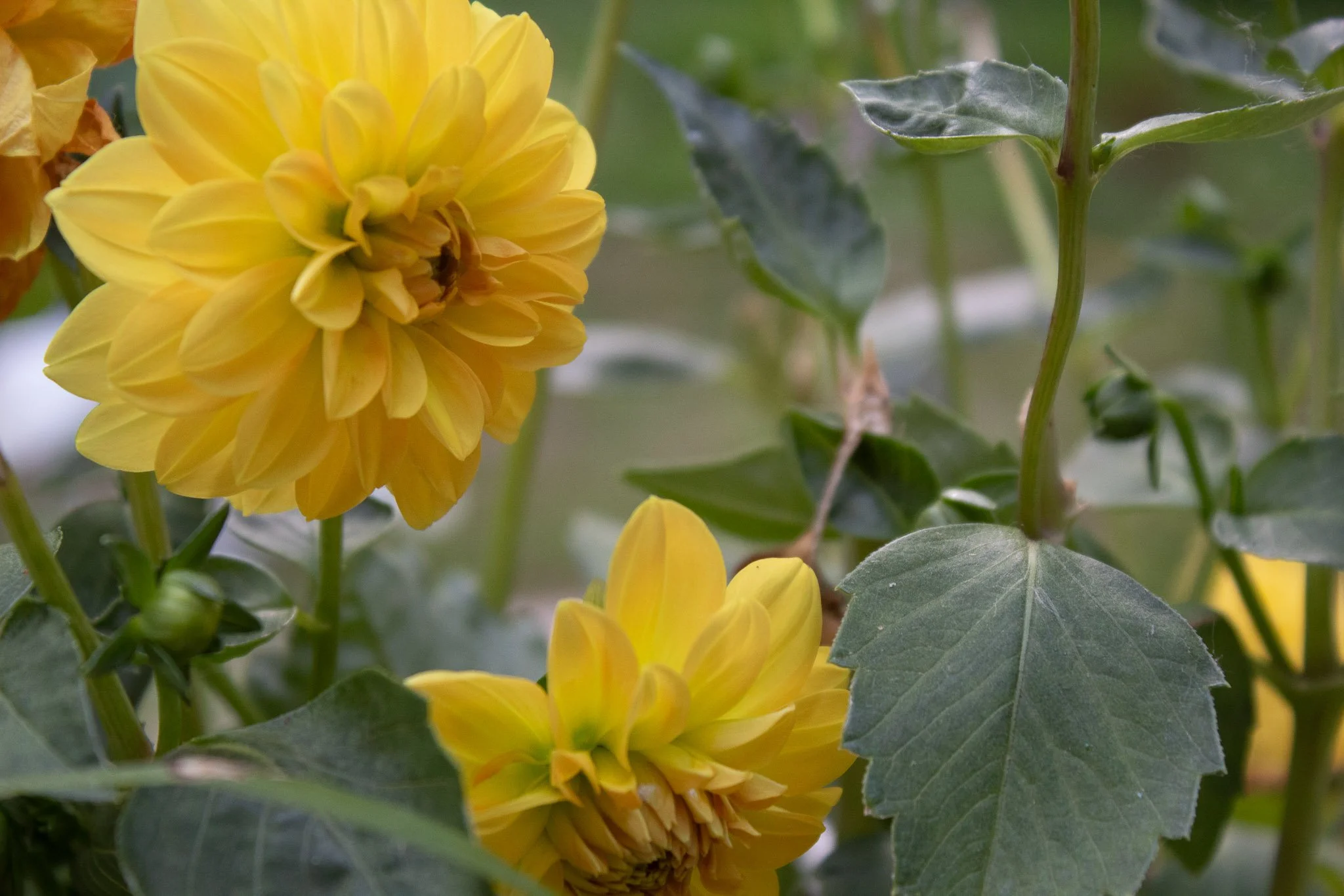 lemon-baby-yellow-dahlias.jpg