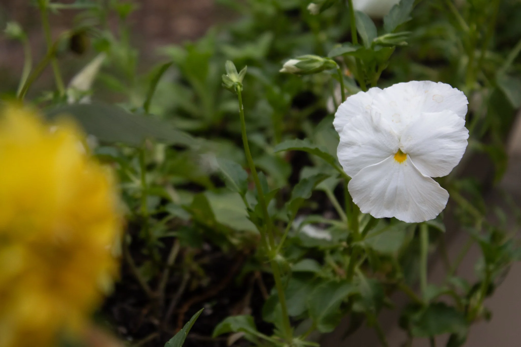 lemon-baby-white-flower.jpg