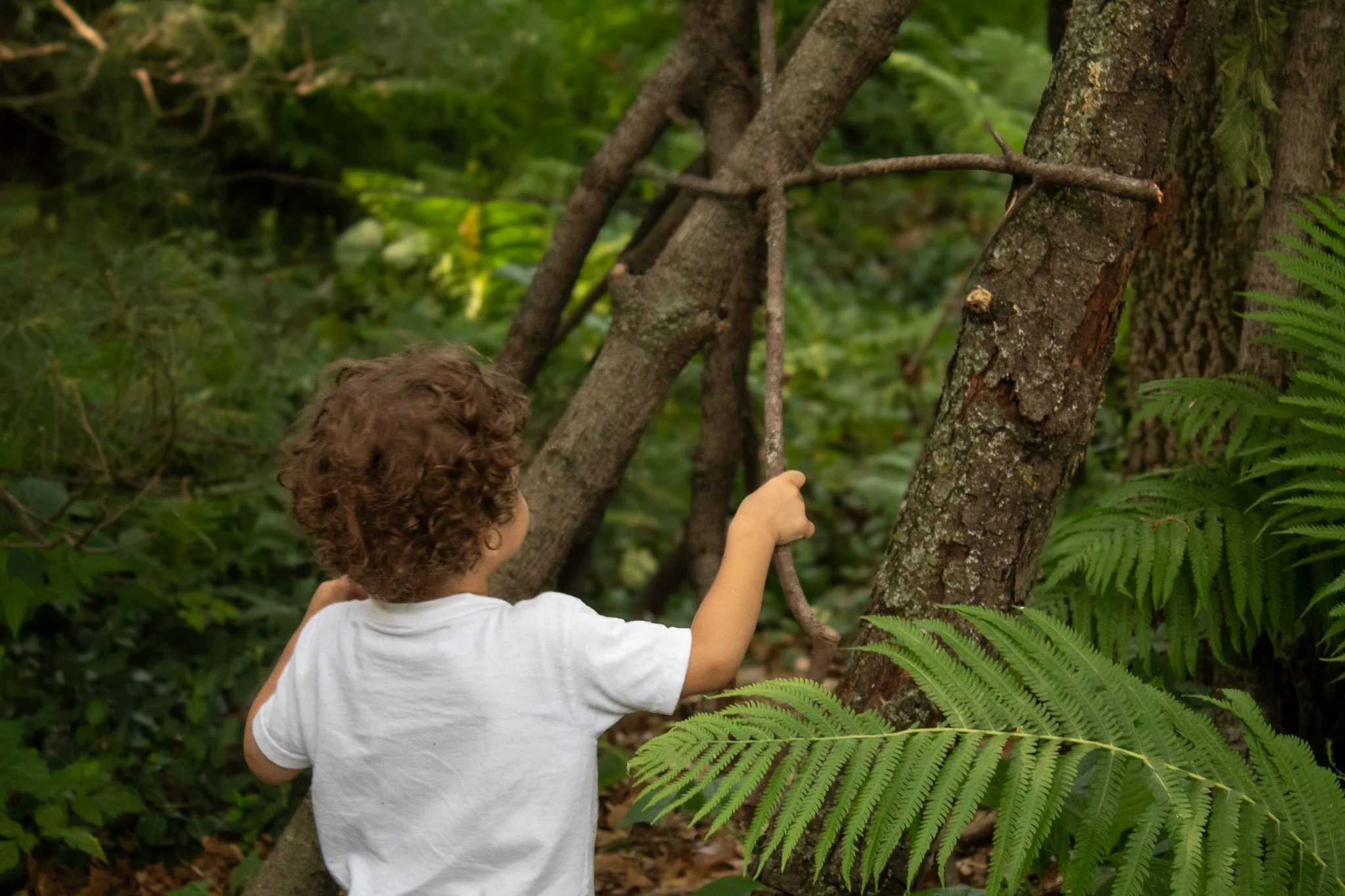 Young child seen from behind holding a tree branch while building a fort in a lush woodland filled with ferns.