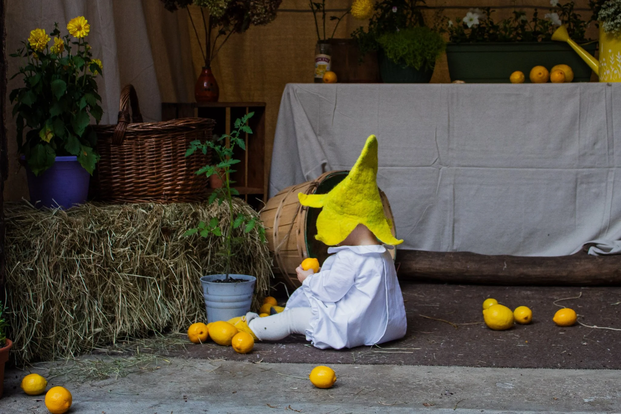 Lemon-baby-sitting-with-lemons-and-plants.jpg