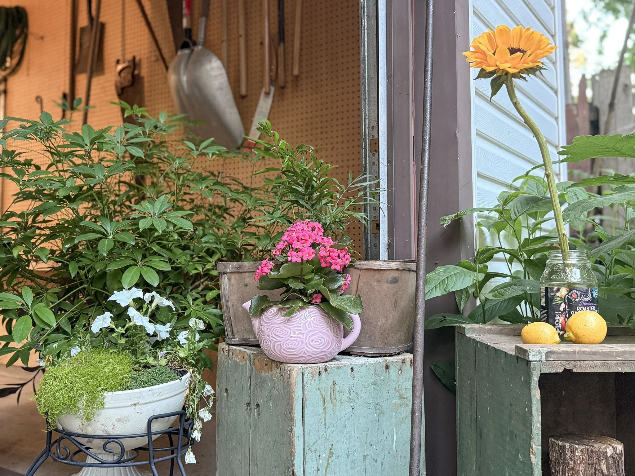Sunflower, pink blossoms, and greenery arranged in repurposed pots with lemons beside a rustic shed.