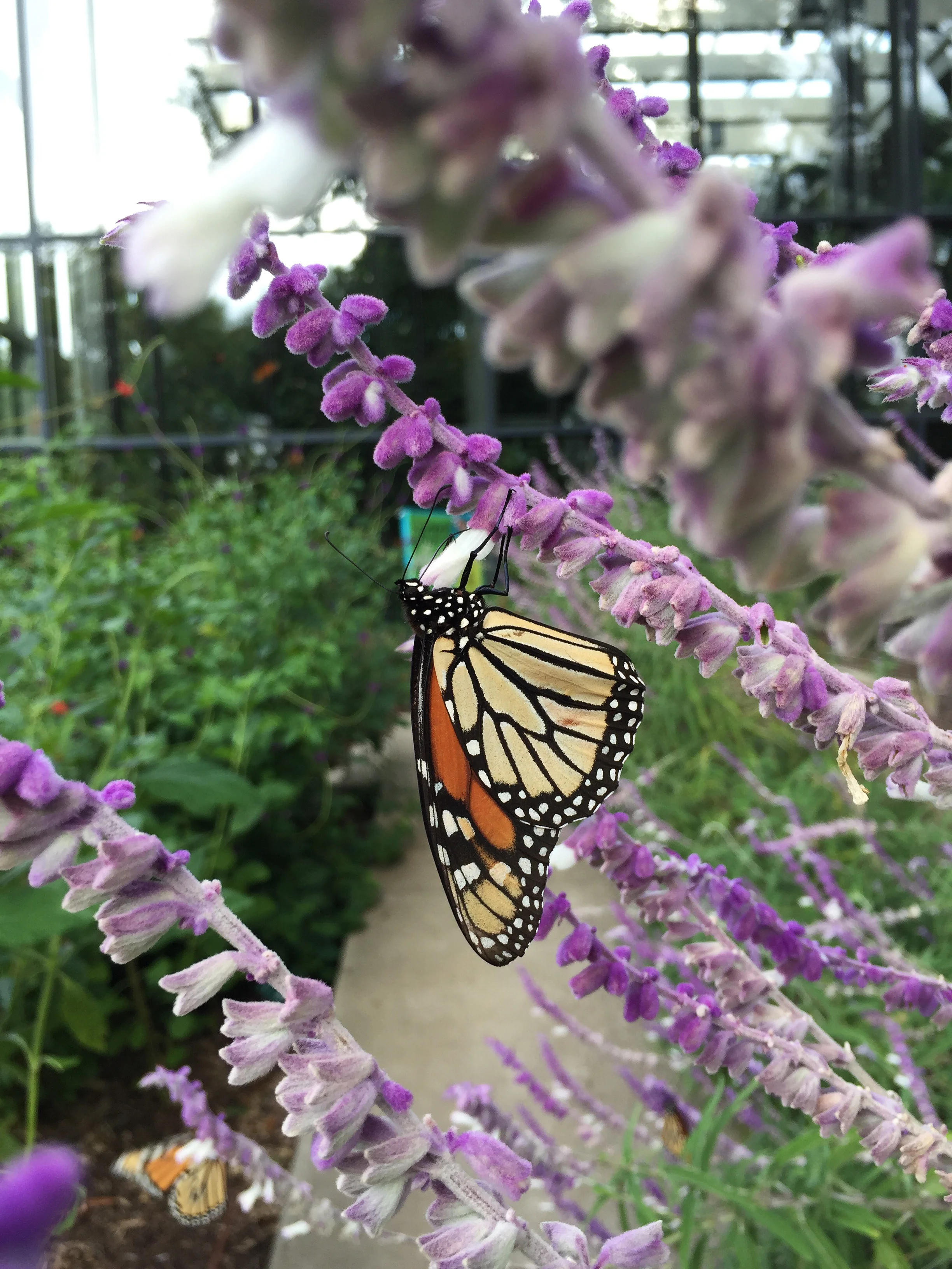 Mexican Bush Sage ( Salvia leucantha )