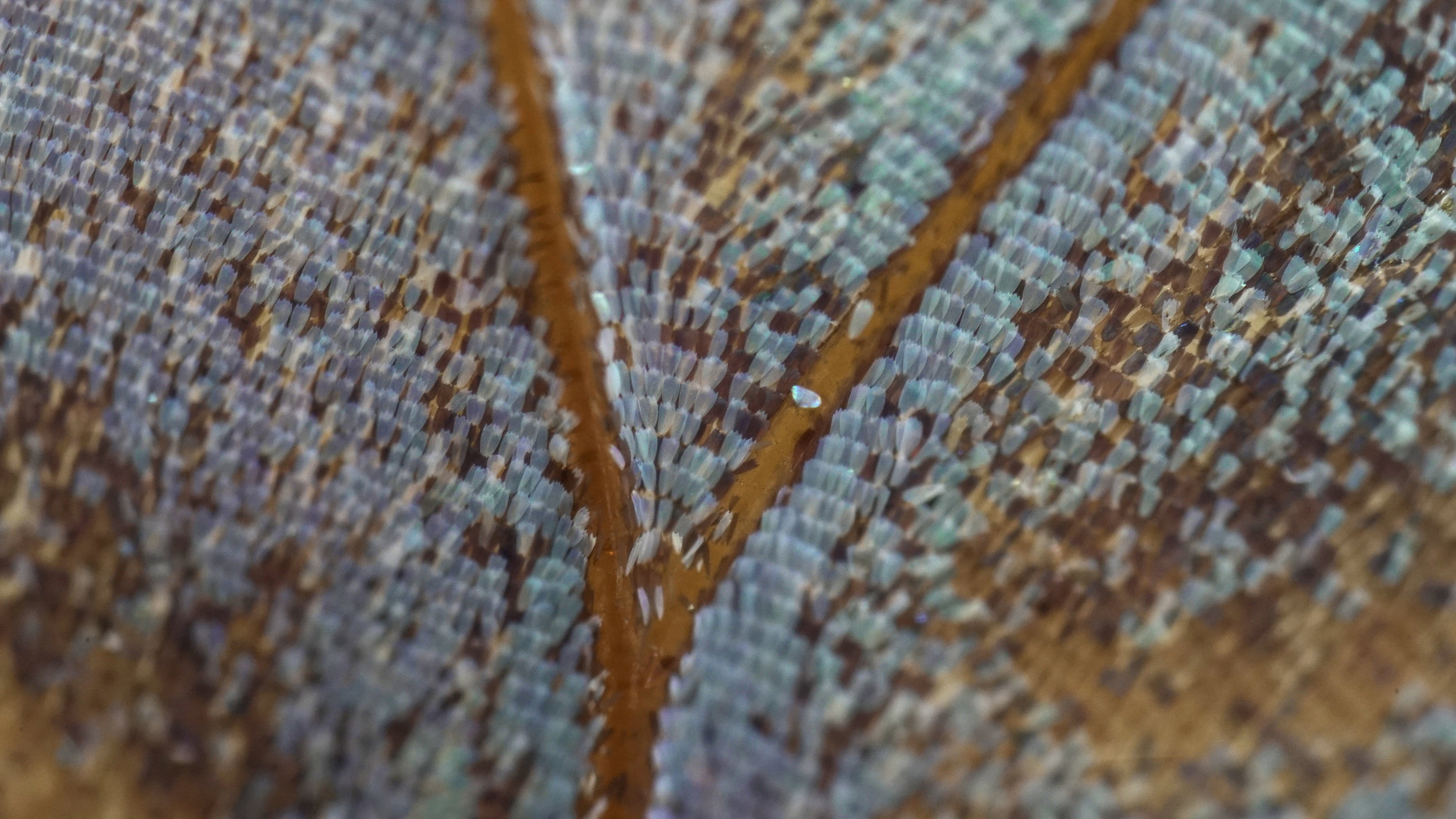 Close up photo of scales on a butterfly wing taken by Devin Connelly at Texas Discovery Gadrens