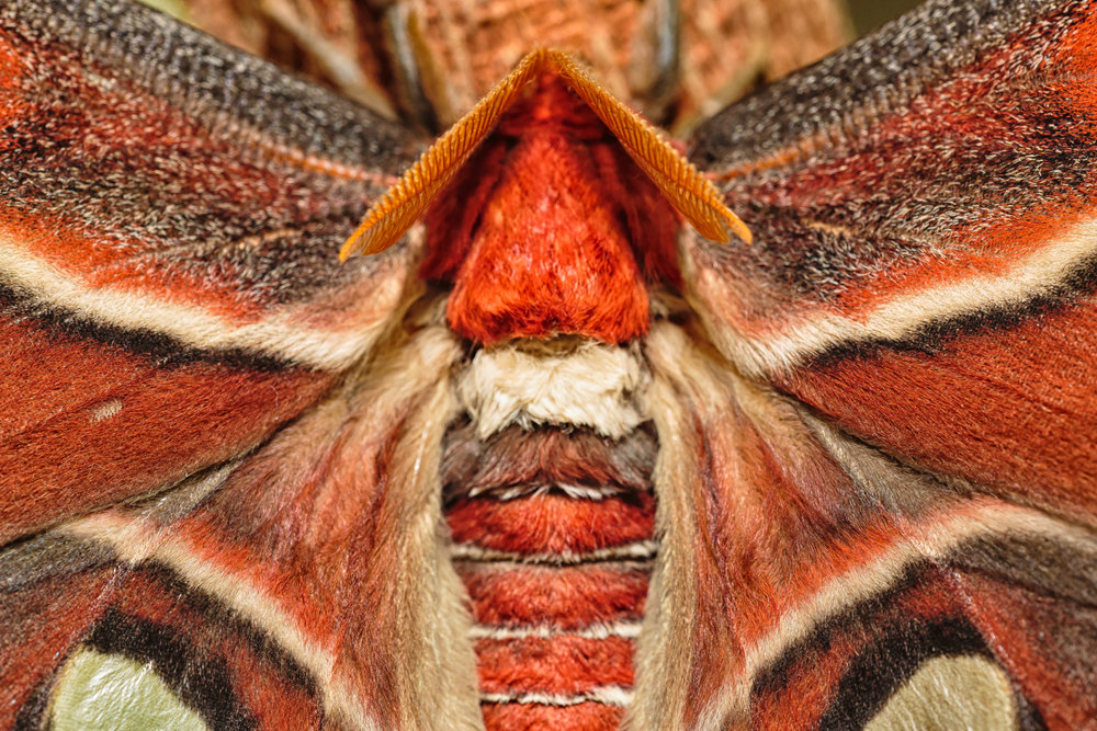 Feathery antenna of an Atlas moth.