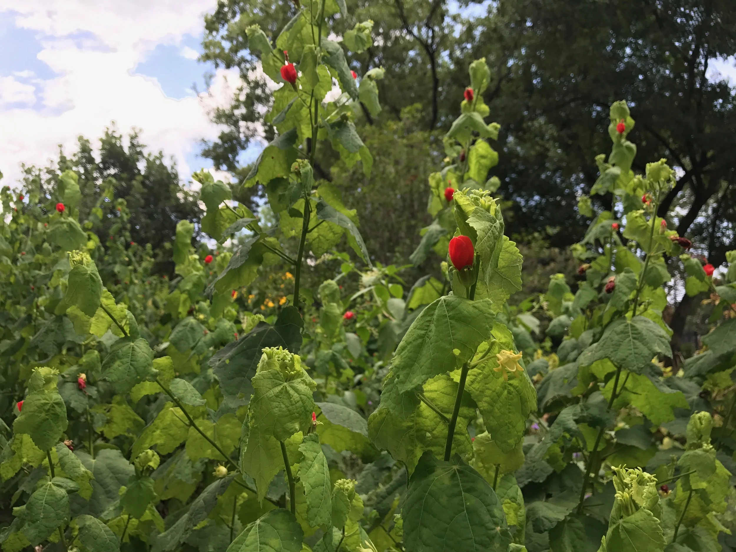 Wilting Turks' Cap.