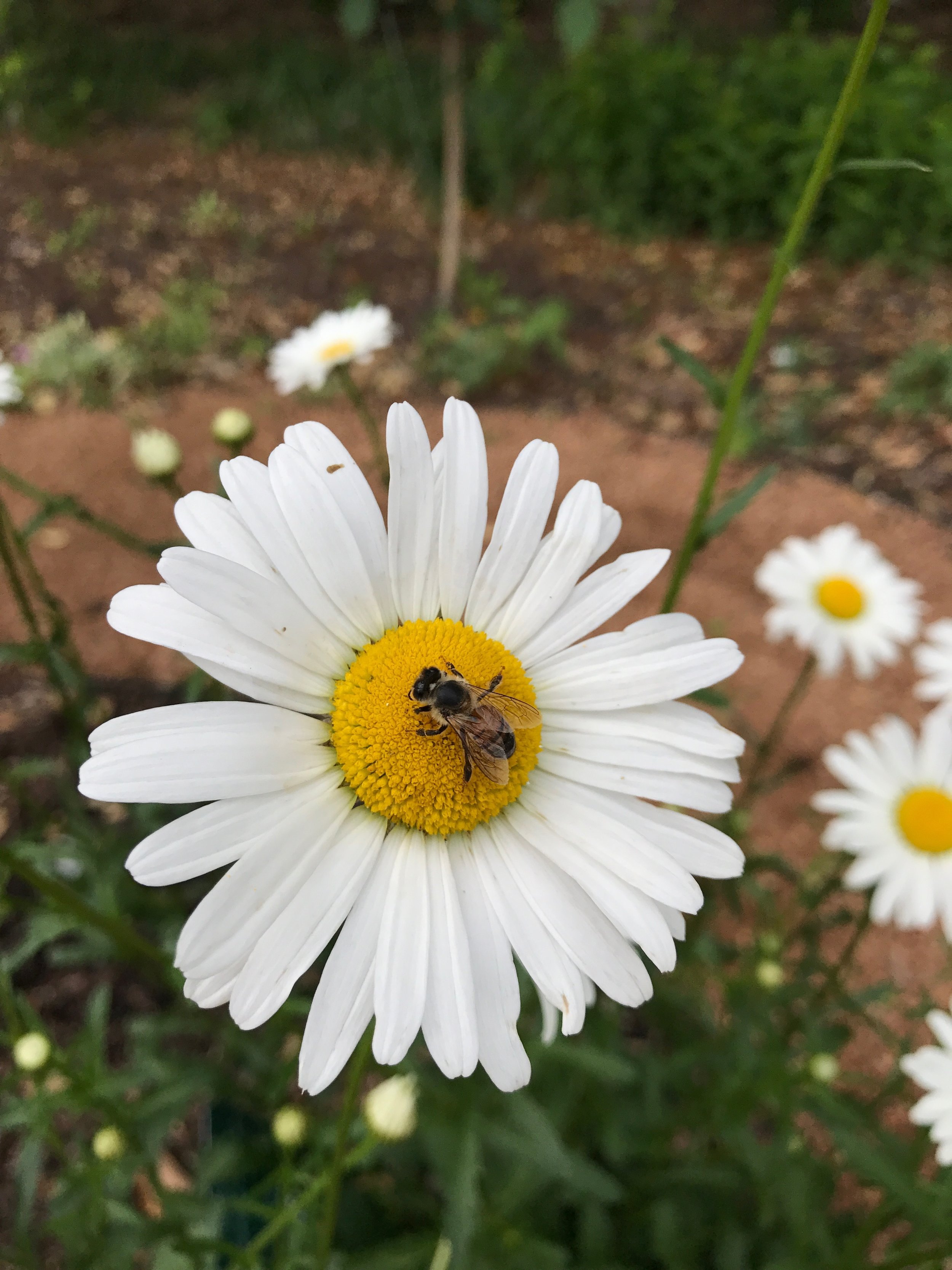 Honeybee on an Ox-eye Daisy