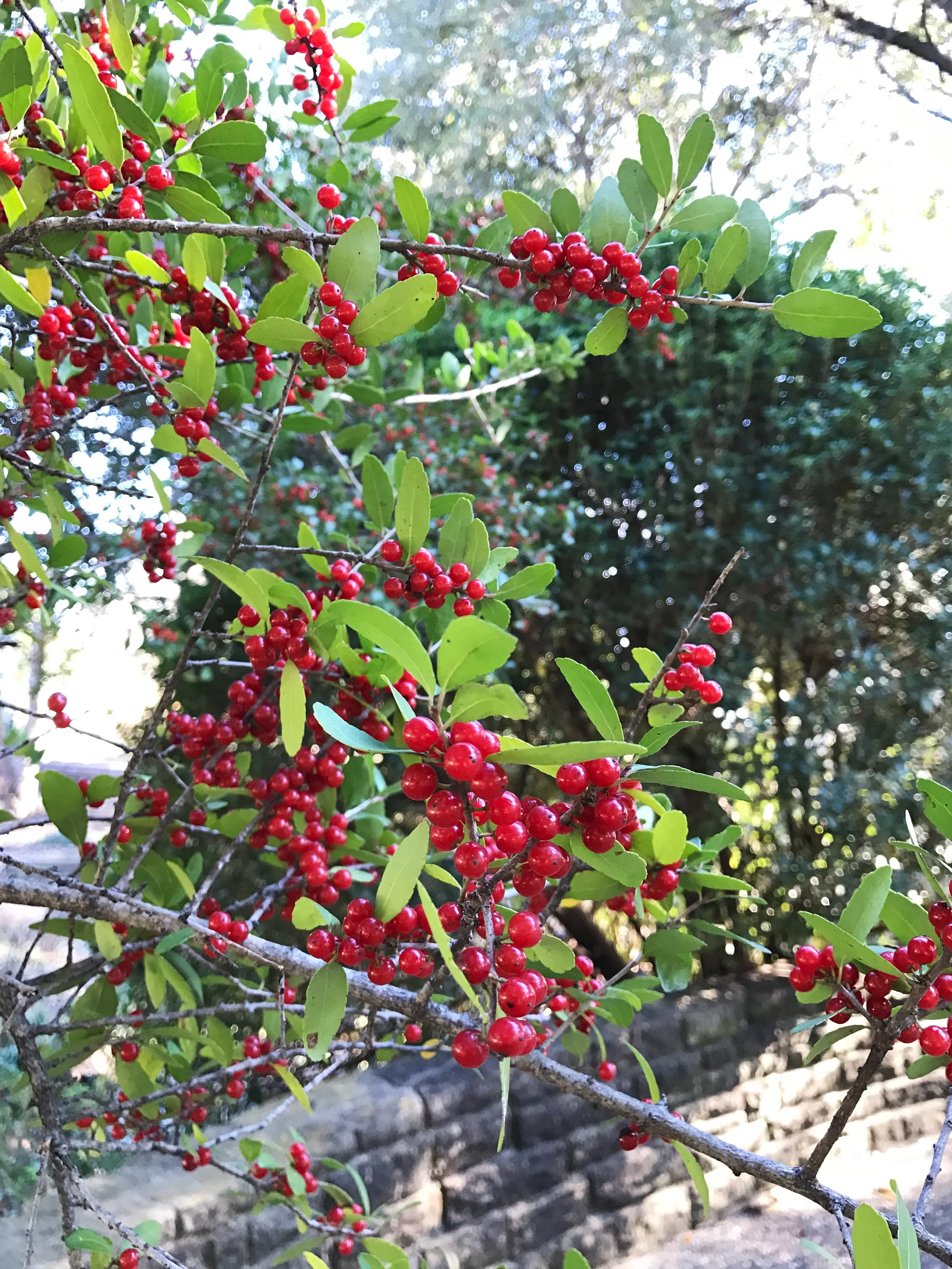 Yaupon Holly at Texas Discovery Gardens