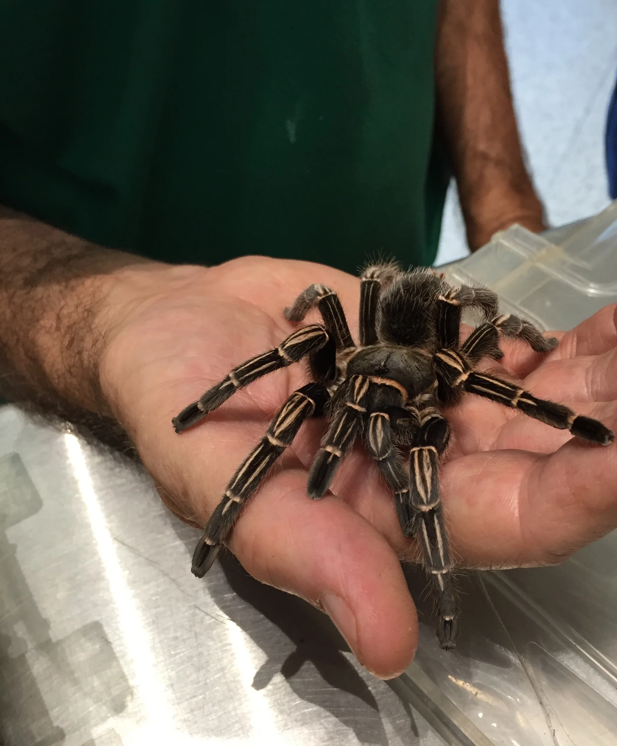 Zebra Tarantula.jpeg