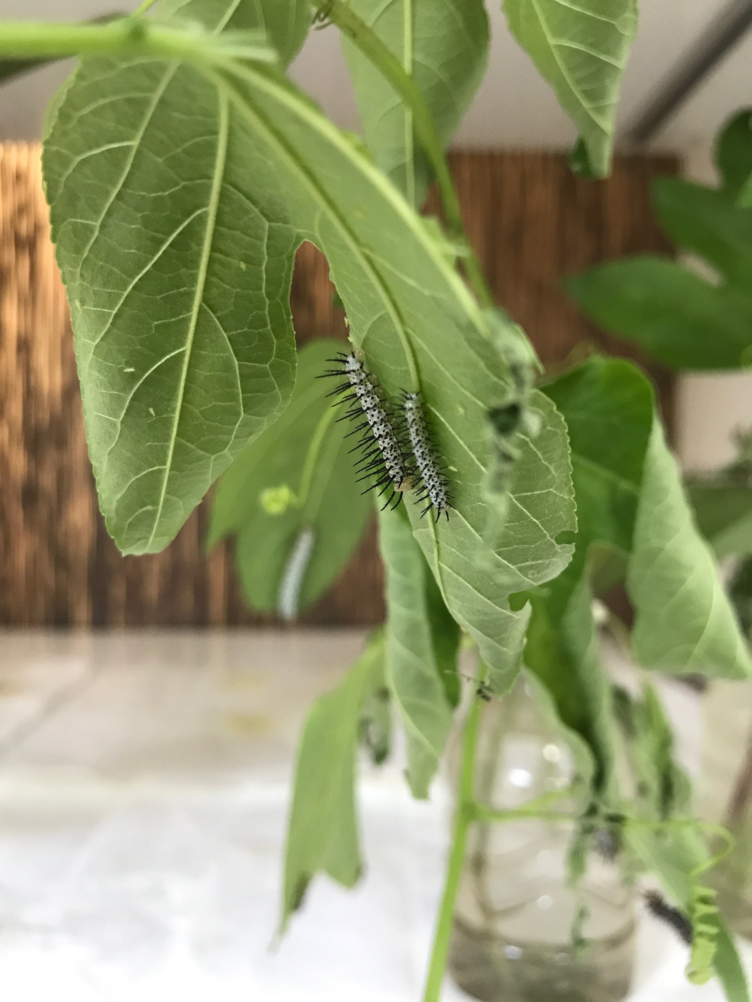 Lingwing caterpillars.jpeg