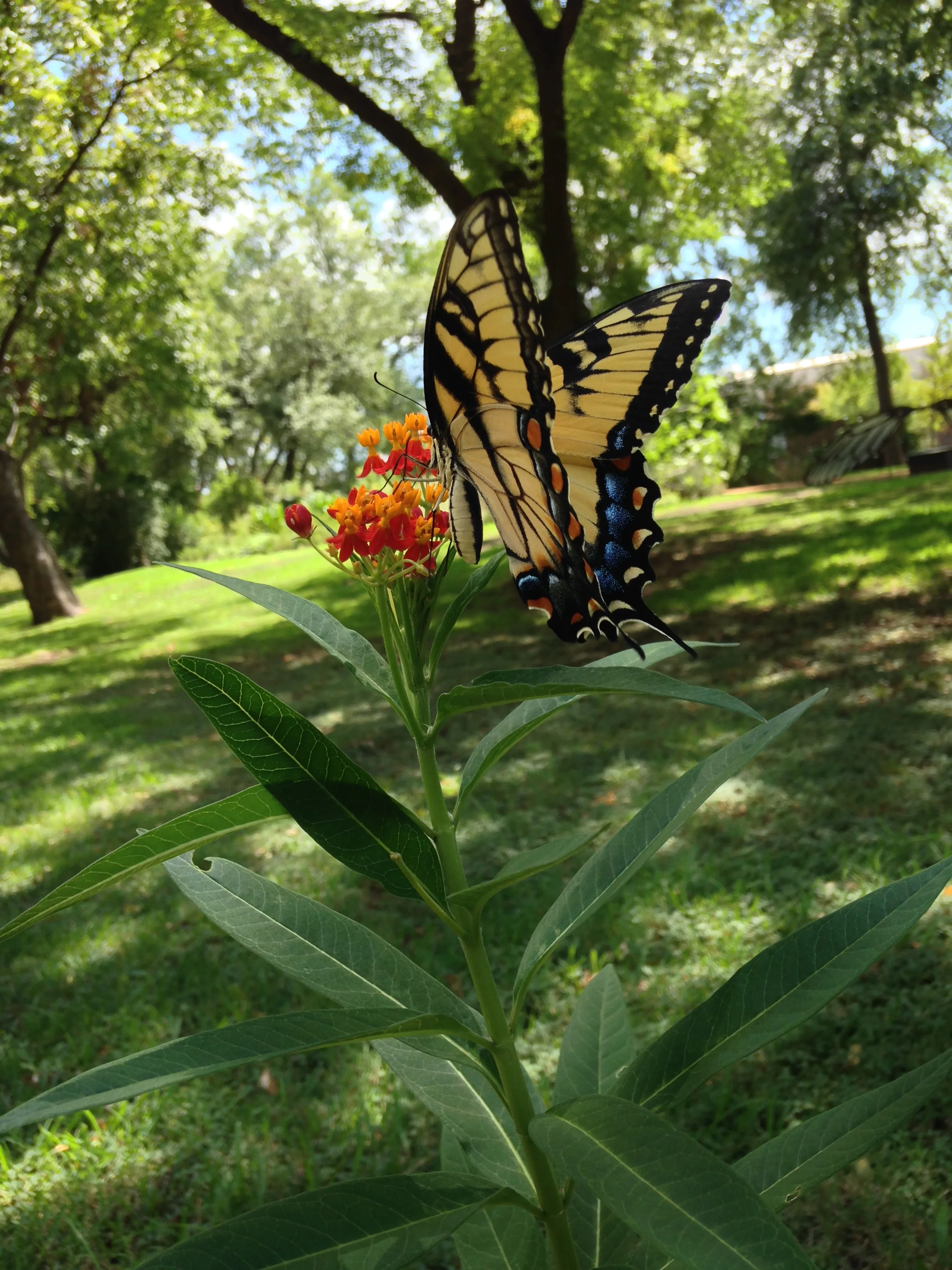 Tropical Milkweed