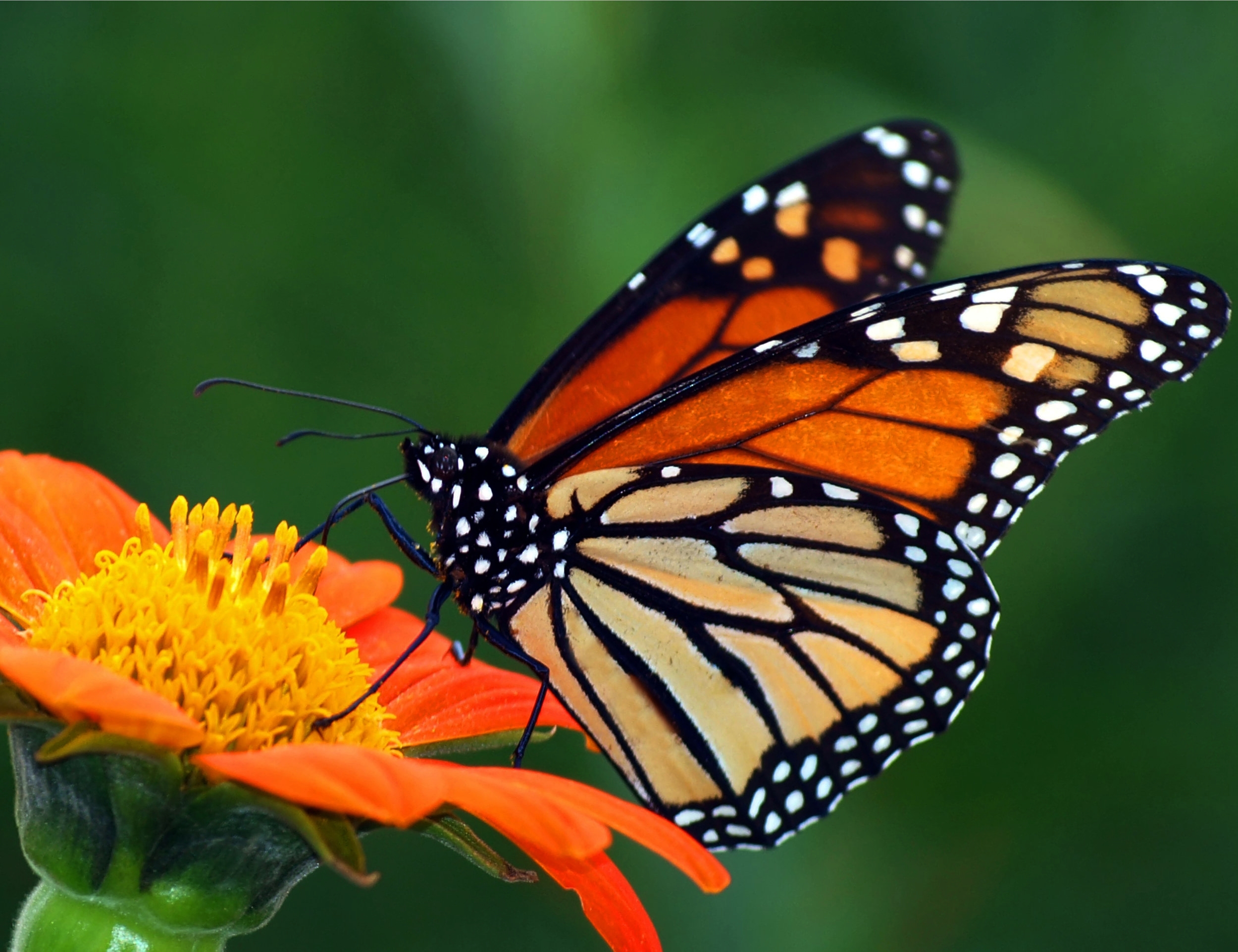 Zasaďte texaskú motýliu záhradu