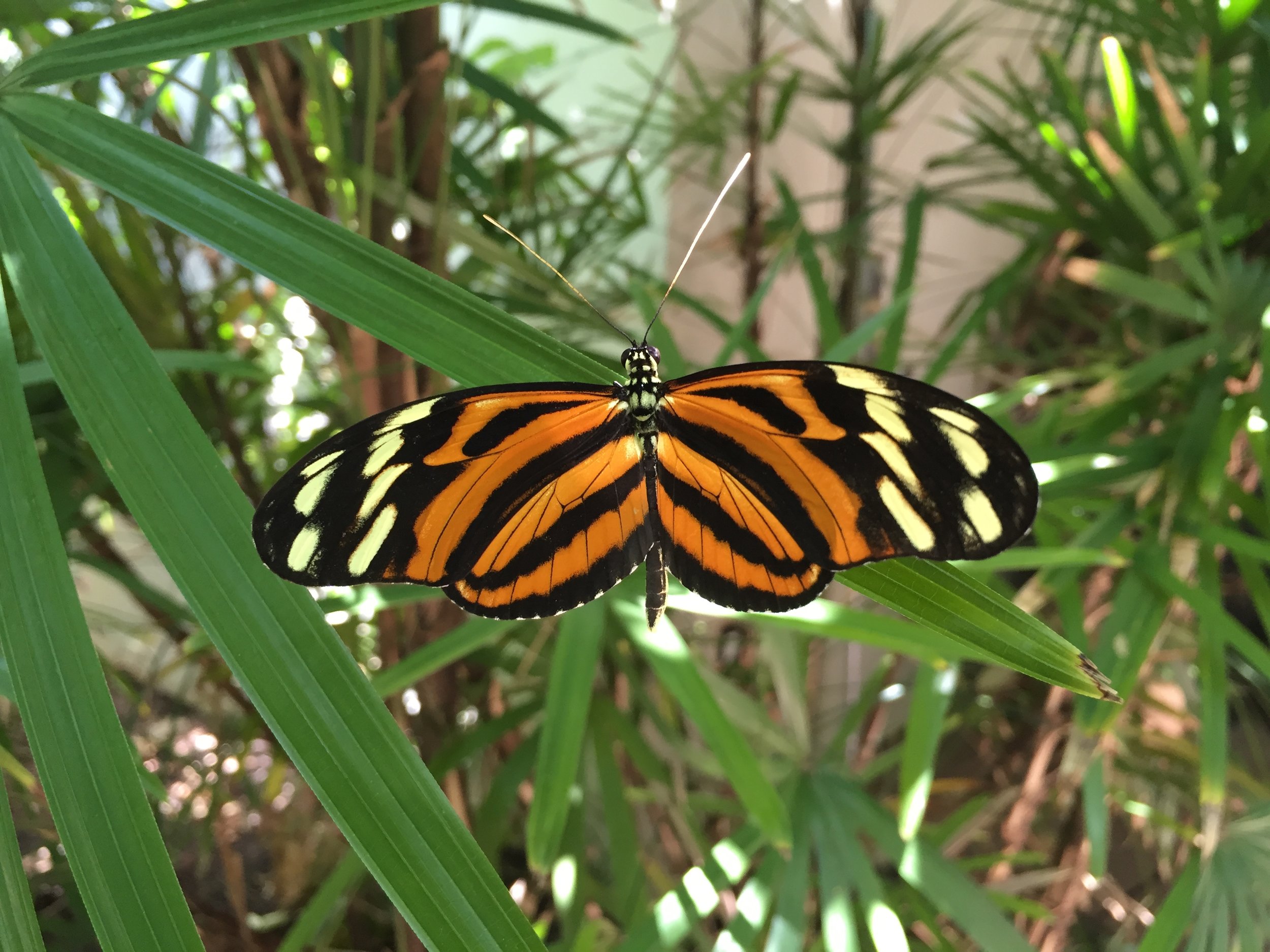 Tropical Butterflies Guide   Texas Discovery Gardens — Texas ...