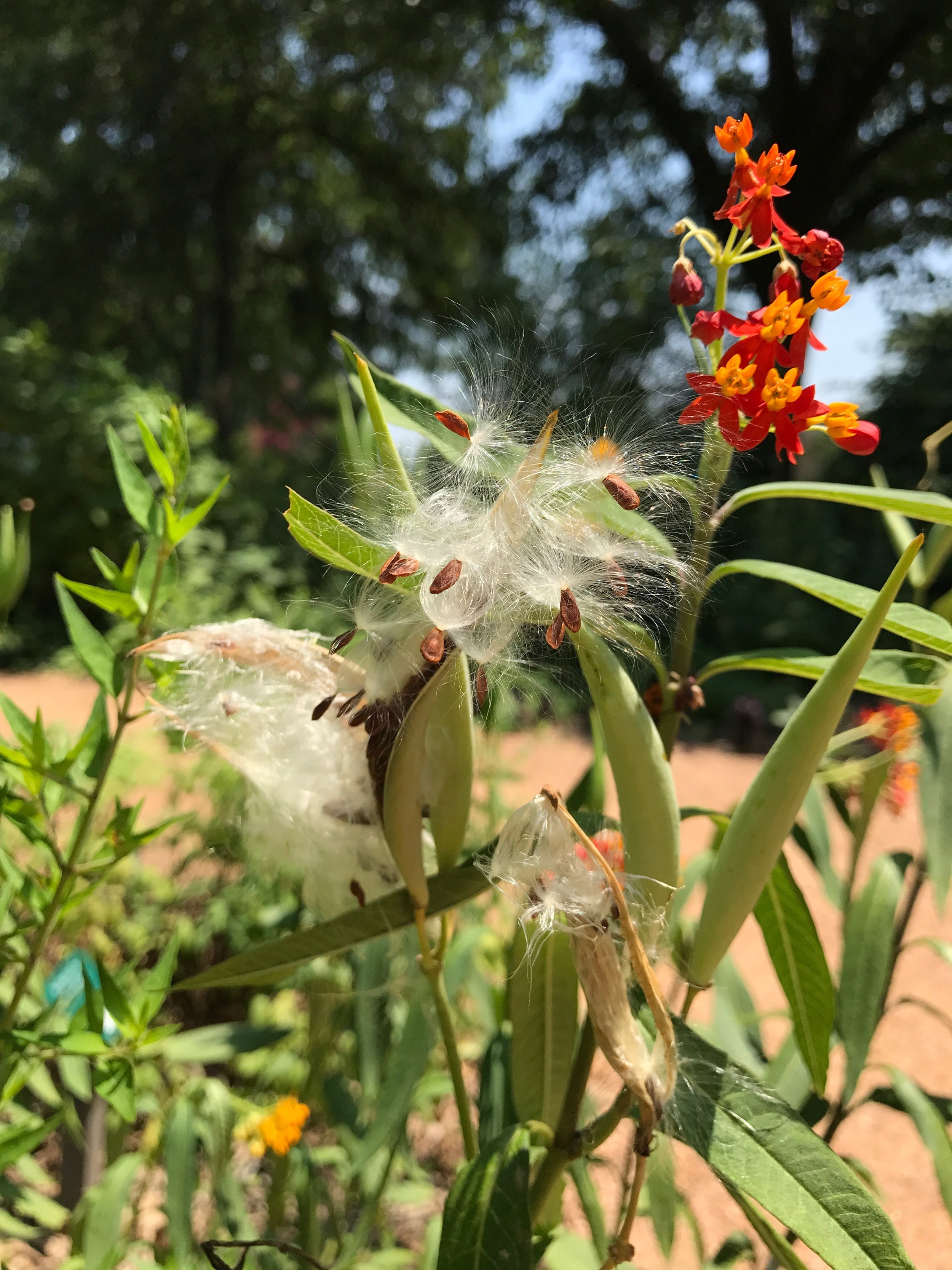 Tropical Milkweed (Asclepias curassavica) with flowers and seed pods.