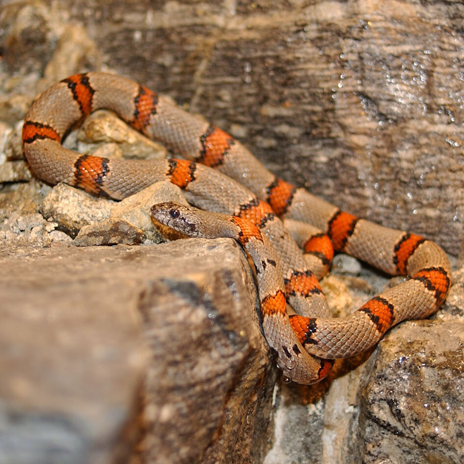 milk snake for sale canada