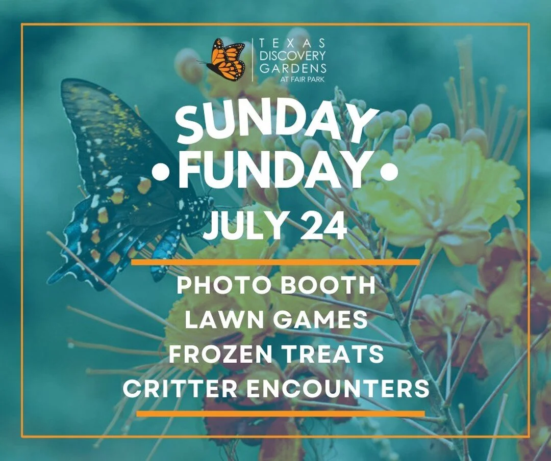 🦋☀️Visit Texas Discovery Gardens this weekend for some family fun! In addition to visiting our butterfly house and 7.5 acres of gardens, escape the heat and head inside for a free photo booth session, games such as giant Jenga and corn hole, critter