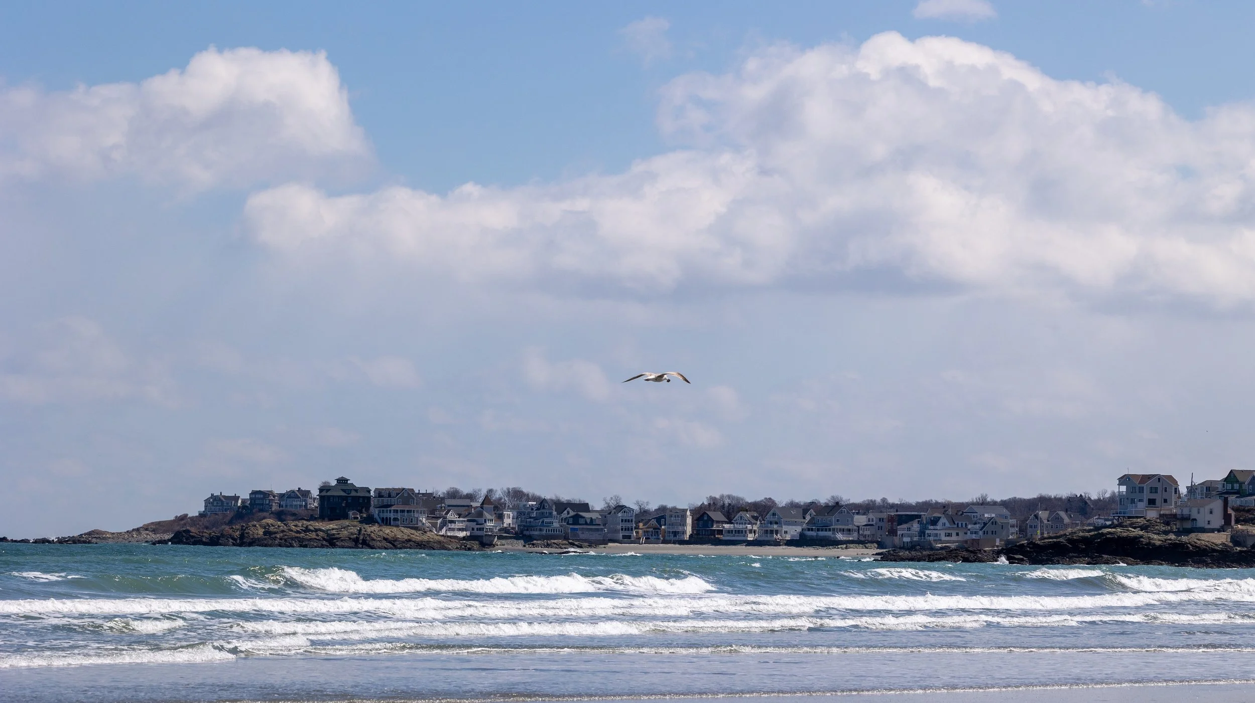 Seagull Over Gunrock Beach 2026-3-28 LR.jpeg