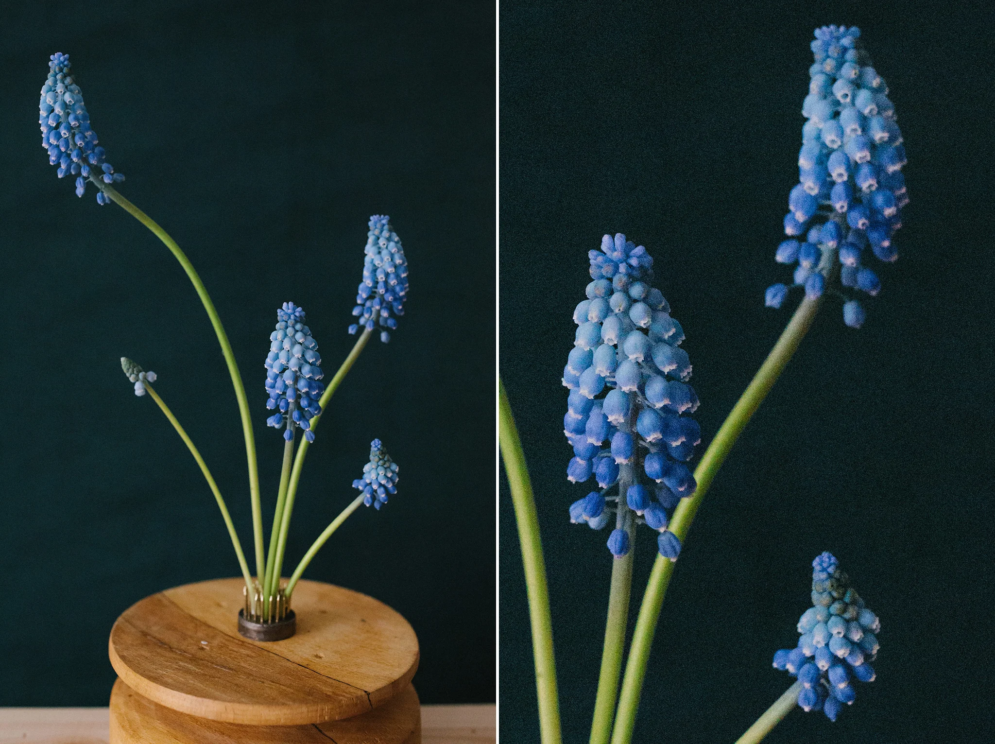 muscari spring flowers in ontario