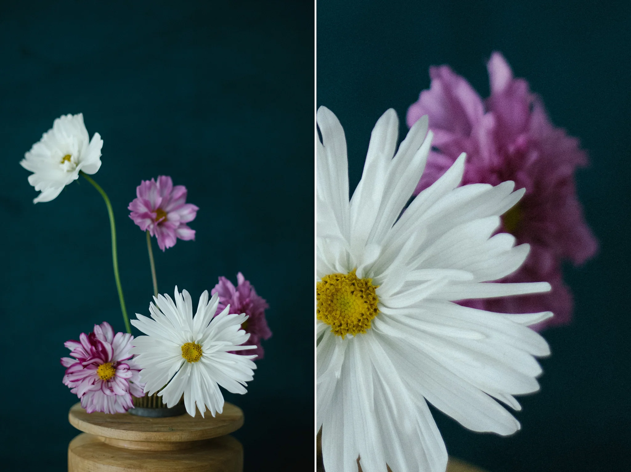 Summer ontario local flowers cosmos