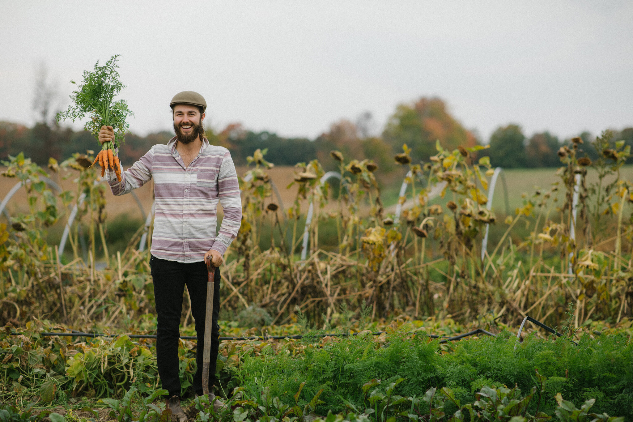 Picking carrots at Harvest Moon Farm in Meaford